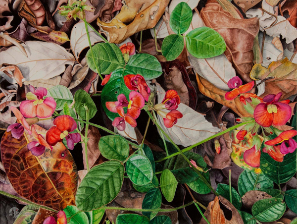 هنر نقاشی و طراحی از گیاهان استرالیا