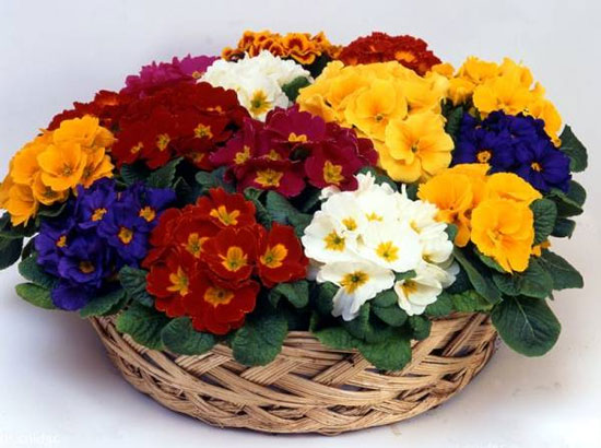 با این گل‌ها بهار را به خانه ببرید