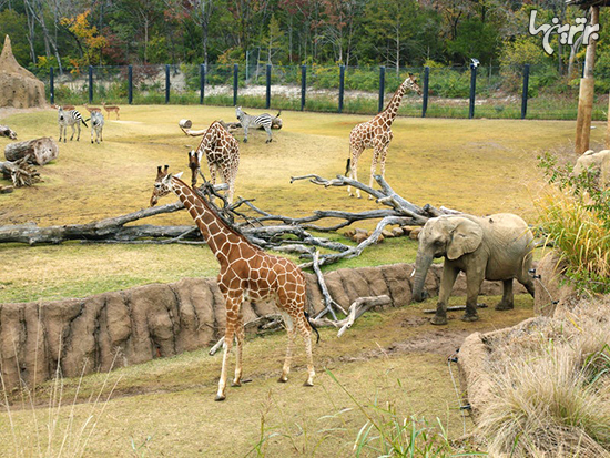 بزرگترین باغ وحش‌های جهان را می‌شناسید؟