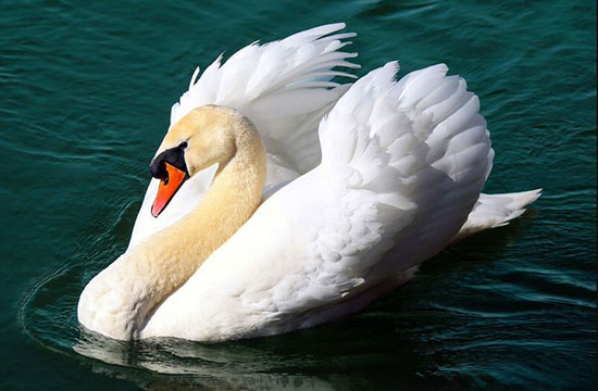 ۱۰ مورد از زیباترین حیوانات ماده جهان