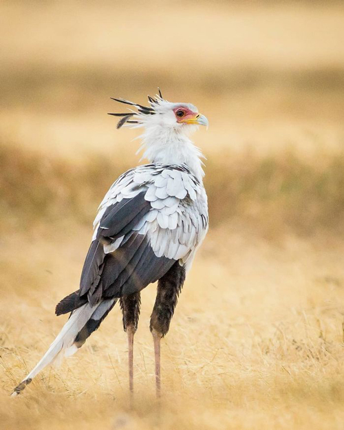 مرغ مُنشی؛ پرنده زیبایی که نماد آفریقای جنوبی شد