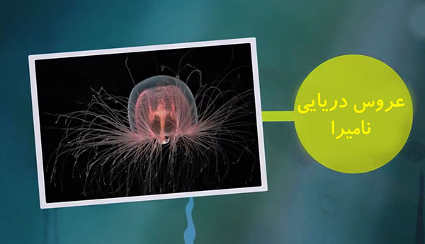 پیرترین حیوانات روی کره زمین