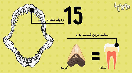 حقایقی عالی درباره بدن انسان که نمی دانستید.