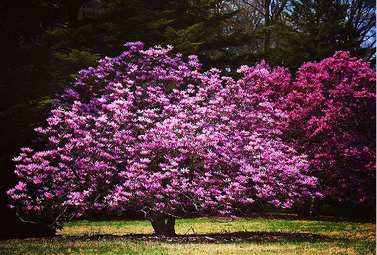 درختان بی نظیری که باغ را به سرزمین رویایی تبدیل می‌کنند