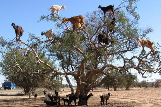 عکس هایی از طبیعت که حتما باید ببینید