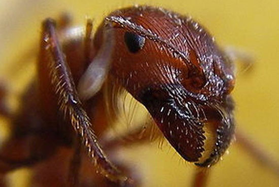 ترسناک‌ترین و خطرناک‌ترین حشرات جهان را بشناسید