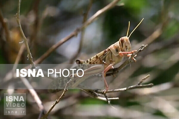 ویدئو / وضعیت ملخهای مهاجر در استان هرمزگان هجوم ملخهای مهاجر در مناطقی از استان هرمزگان