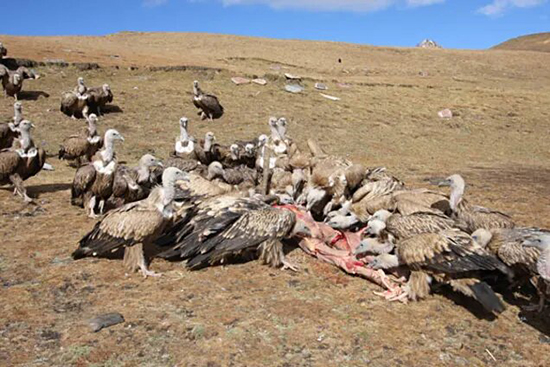 روش‌های عجیب و غریب تدفین مردگان