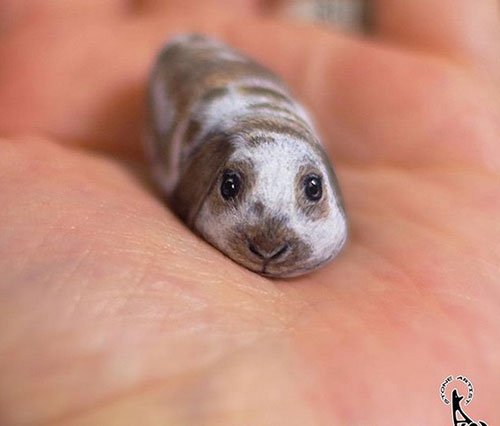 حیواناتی شگف آور که از رنگ آمیزی سنگ ها ایجاد شده اند. حیواناتی شگف آور که از رنگ آمیزی سنگ ها ایجاد شده اند.