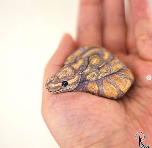 حیواناتی شگف آور که از رنگ آمیزی سنگ ها ایجاد شده اند. حیواناتی شگف آور که از رنگ آمیزی سنگ ها ایجاد شده اند.