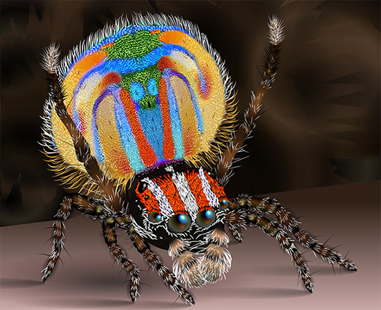 عجیب ترین عنکبوت های دنیا