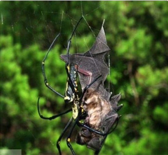 عجیب و غریب‌ترین عنکبوت‌های دنیا