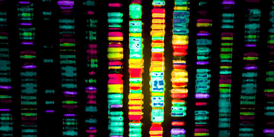 دانستنی‌های جالب درباره دی‌ان‌ای (DNA)