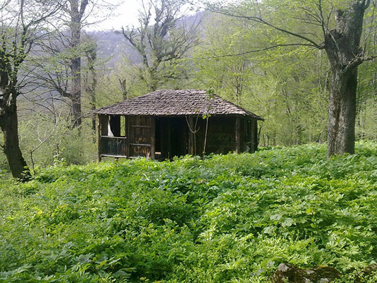 سیاه رودبار؛ روستایی در دل جنگل‌های سرخ گلستان