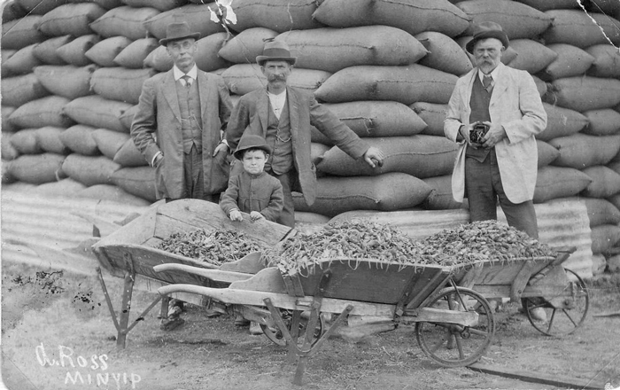 هجوم طاعون‌وار موش‌ها به استرالیا