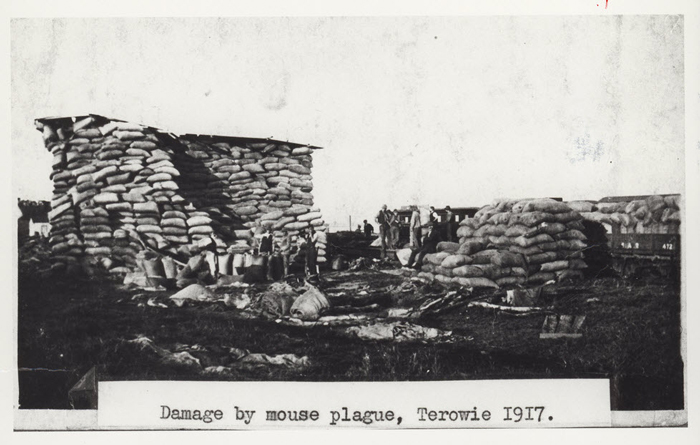 هجوم طاعون‌وار موش‌ها به استرالیا