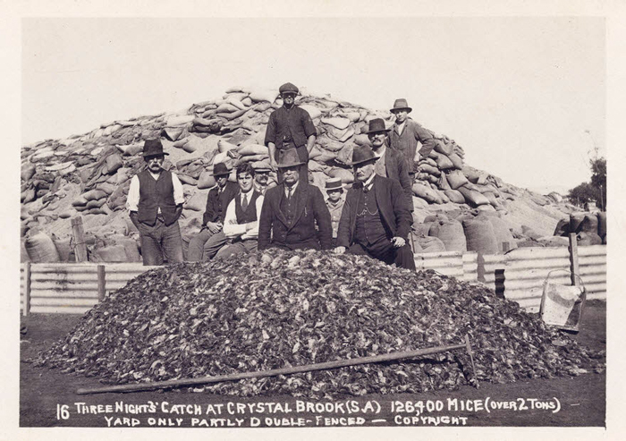 هجوم طاعون‌وار موش‌ها به استرالیا