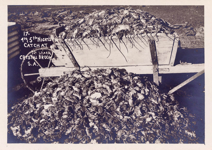 هجوم طاعون‌وار موش‌ها به استرالیا