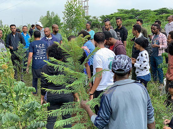 اتیوپی رکورد جهانی کاشت درخت را شکست