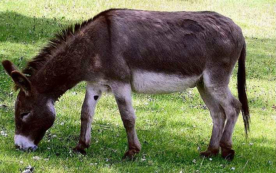 دانستنی‌های جالب درباره الاغ‌ها
