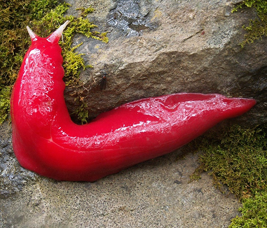 پدیدههای نادری که به ندرت میتوانید آنها را ببینید! پدیدههای نادری که به ندرت میتوانید آنها را ببینید!