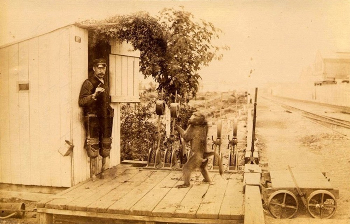 جک؛ میمونی که متصدی قطار شد جک؛ میمونی که متصدی قطار شد