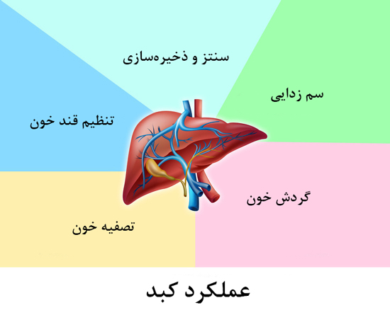 حقایقی که نشان می‌دهد بدنتان چقدر خاص است