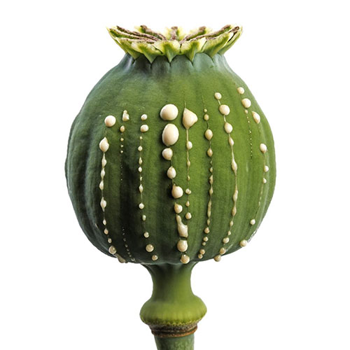 ۱۰ ماده مخدر اصلی و تاثیرات مخرب هر کدام از آن‌ها