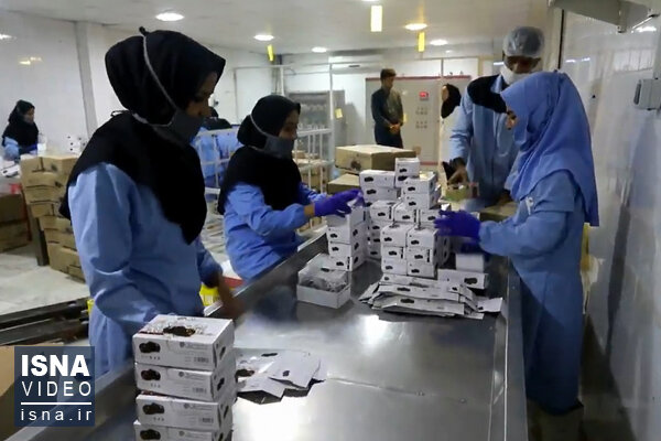 ویدئو / کارخانه خرما؛ تولید چندین محصول از یک میوه کارخانه فرآوری خرما