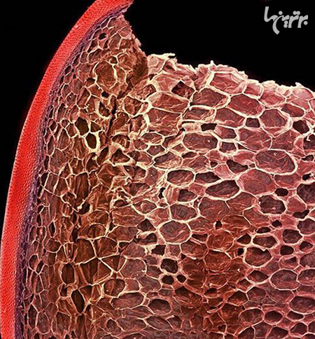 دنیا زیر میکروسکوپ چه شکلی است؟ دنیا زیر میکروسکوپ چه شکلی است؟