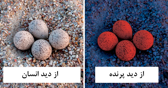 پرنده‌ها دنیا را چگونه می‌بینند؟