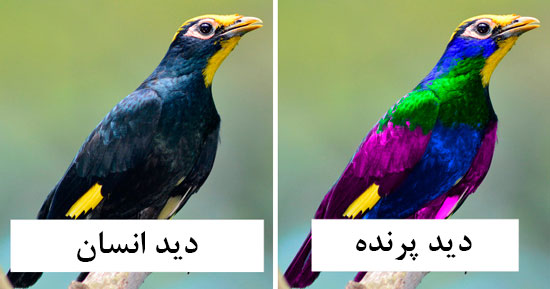 پرنده‌ها دنیا را چگونه می‌بینند؟