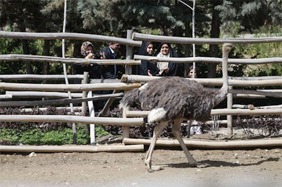 تماشای ۳ هزار پرنده در تهران