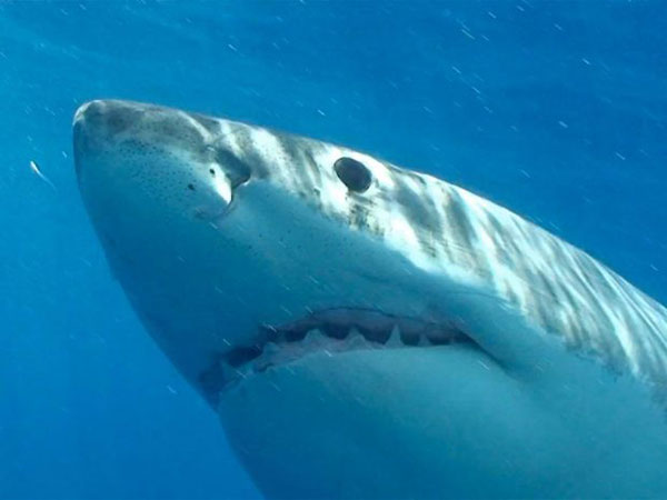 با مرگبارترین موجودات کره زمین آشنا شوید با مرگبارترین موجودات کره زمین آشنا شوید