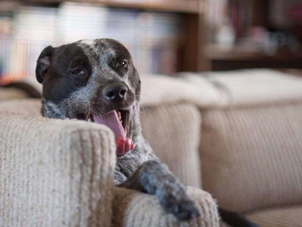 با مرگبارترین موجودات کره زمین آشنا شوید با مرگبارترین موجودات کره زمین آشنا شوید