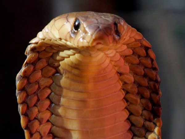 با مرگبارترین موجودات کره زمین آشنا شوید با مرگبارترین موجودات کره زمین آشنا شوید