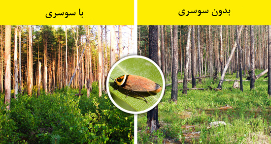 اگر همه حشرات ناپدید شوند چه اتفاقی می‌افتد؟