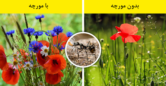 اگر همه حشرات ناپدید شوند چه اتفاقی می‌افتد؟