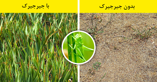 اگر همه حشرات ناپدید شوند چه اتفاقی می‌افتد؟