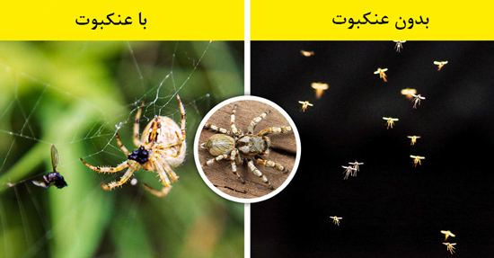 اگر همه حشرات ناپدید شوند چه اتفاقی می‌افتد؟