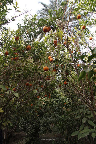 طبس؛ سرزمین رفاقت نخل و پرتقال