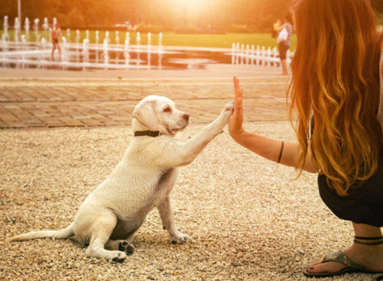 5 بیماری که سگ ها قادرند شناسایی کنند.