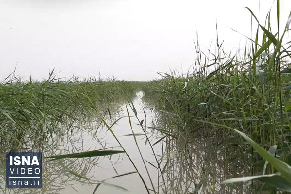 ویدئو / حیات، ارمغان حال خوب این روزهای هامون ویدئو / حیات، ارمغان حال خوب این روزهای هامون