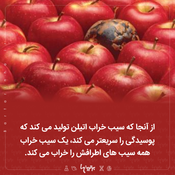 دانستنیهای جالب (۲۵۶) دانستنیهای جالب (۲۵۶)