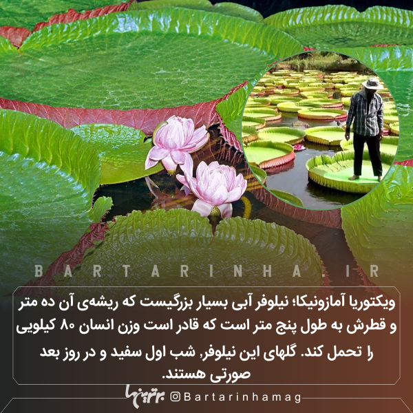 دانستنیهای جالب (۲۶۶) دانستنیهای جالب (۲۶۶)