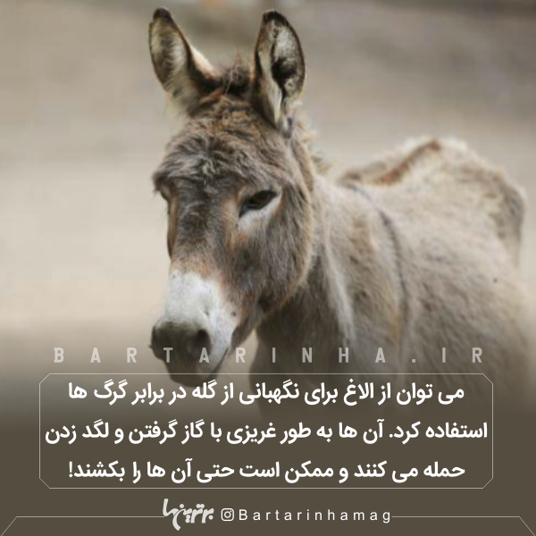 دانستنیهای جالب (۲۶۶) دانستنیهای جالب (۲۶۶)