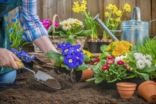 چگونه باغچه زمستانی را به استقبال بهار ببریم؟