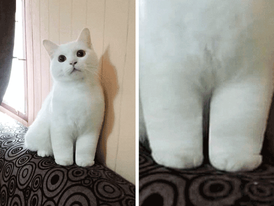 تصاویری جالب از گربه‌هایی با ویژگی‌های شگف آور