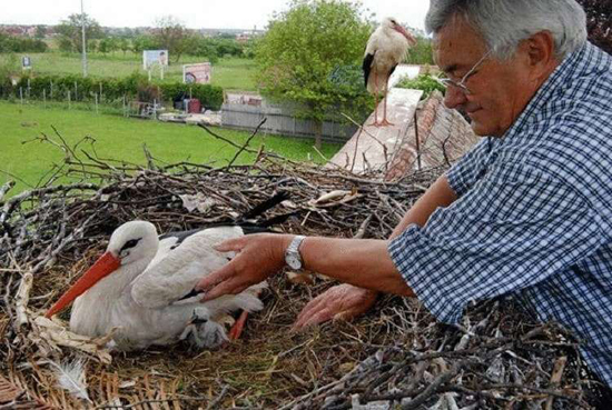 لک‌لکی که هر سال هزاران کیلومتر برای دیدن یارش سفر می‌کند