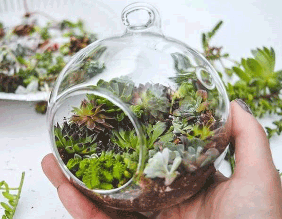 ویواریوم، تراریوم، آکواریوم یا ...؟!